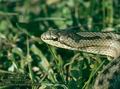 Coronella austriaca DE: Glattnatter Schlingnatter Haselnatter Kupfernatter UK: Smooth Snake ES: Culebra lisa europea IT: colubro liscio CZ: u�ovka hladk� FR: Coronelle lisse PL: Gniewosz plamisty SK: u�ovka hladk� FI: Kanervak��rme